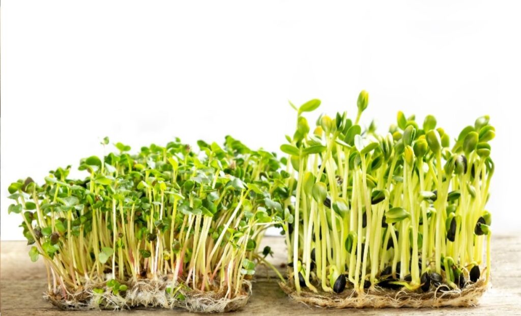 Sprouts
